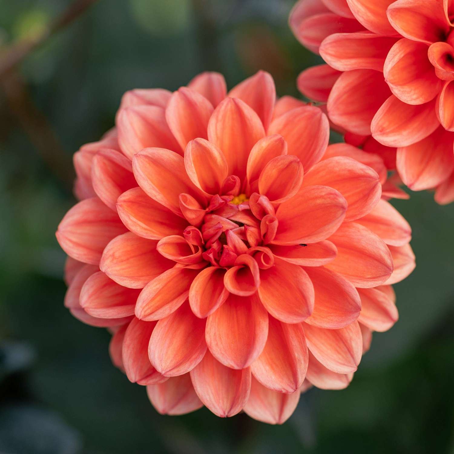 Dahlie 'Orange Nugget'